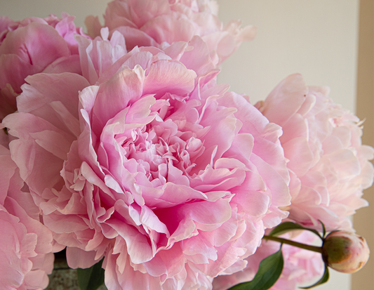 Planting Pink