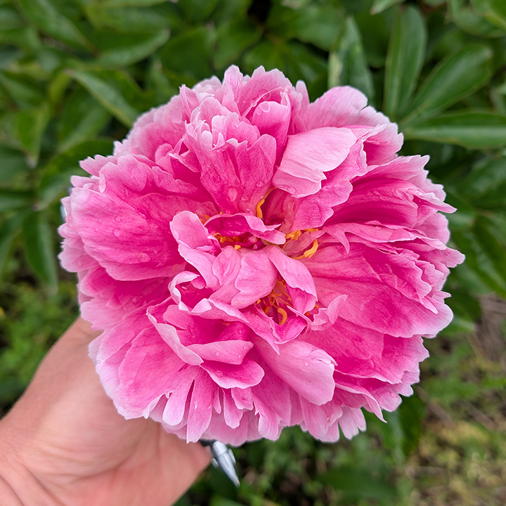 Peony Root-Bunker Hill
