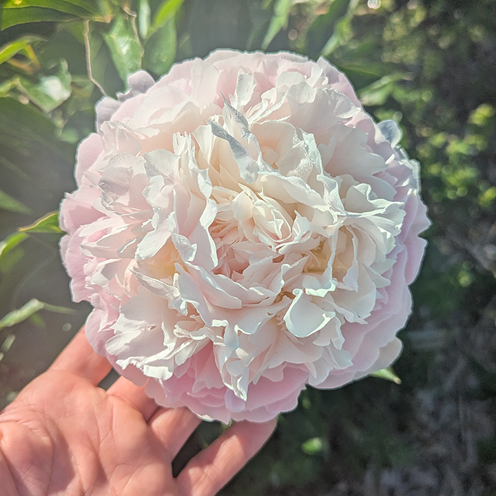 Peony Root-Catharina Fontijn