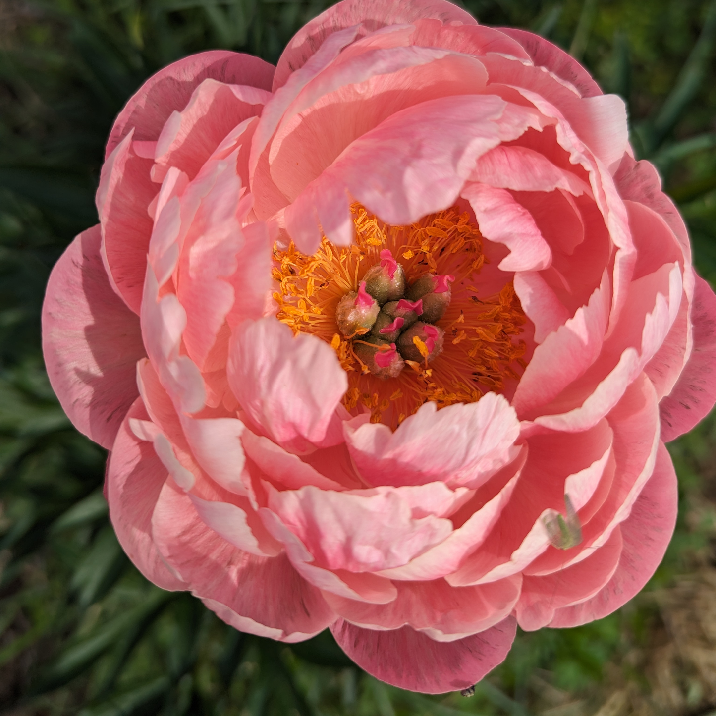Peony Root-Coral Supreme