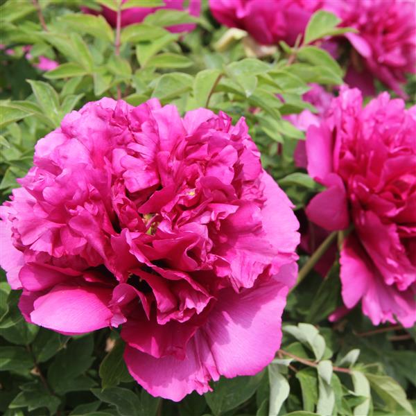 Tree Peony Root-Noble Crown (Jing Zi Guan Yin Xian)
