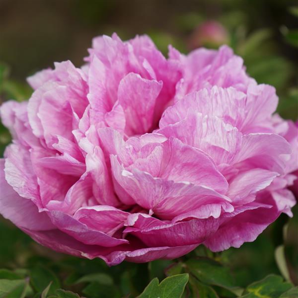 Tree Peony Root-Dream (Jing Zui Mei)