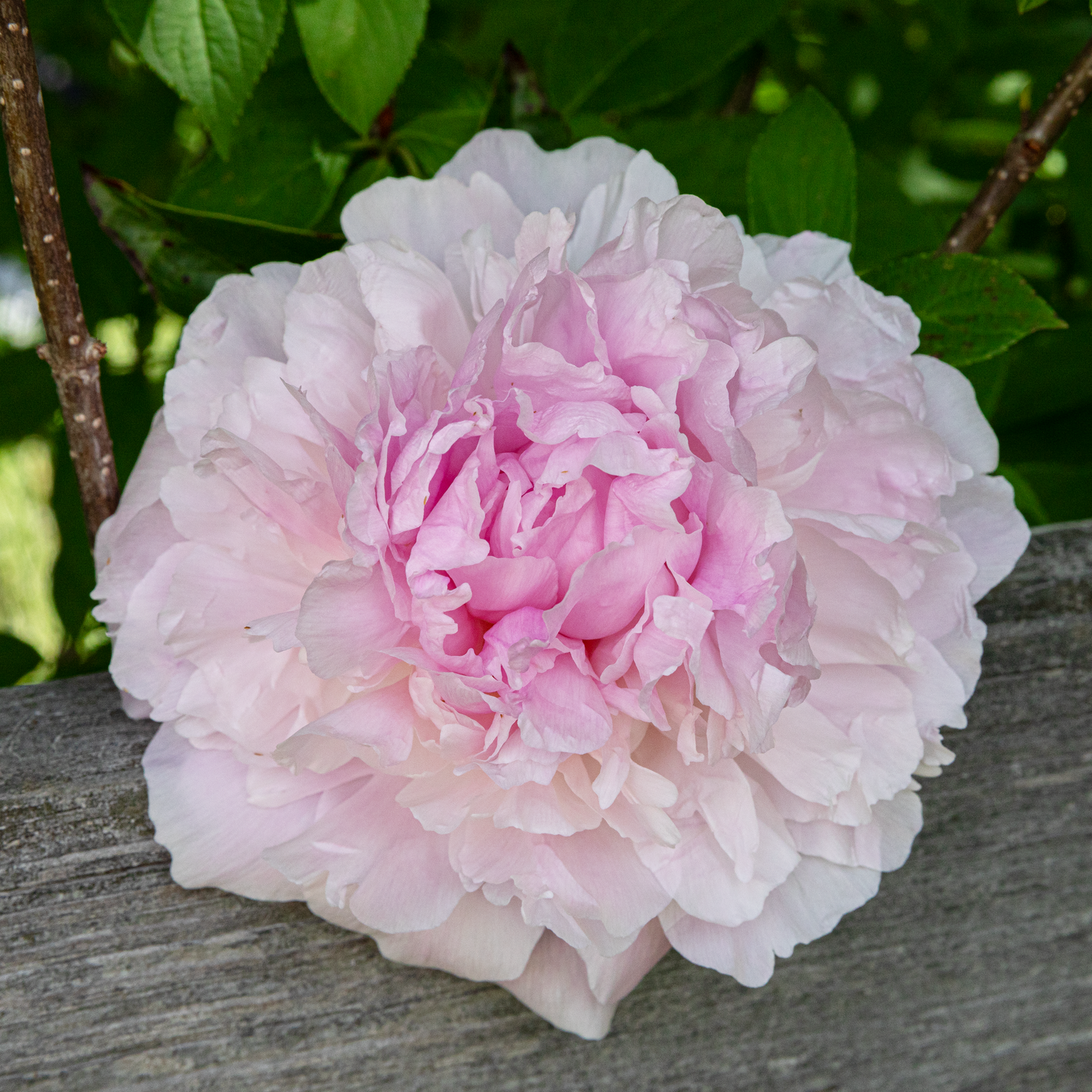 Peony Root-Lady Orchid