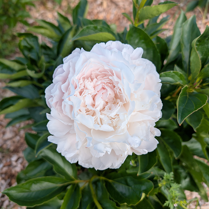 Peony Root--Moon River