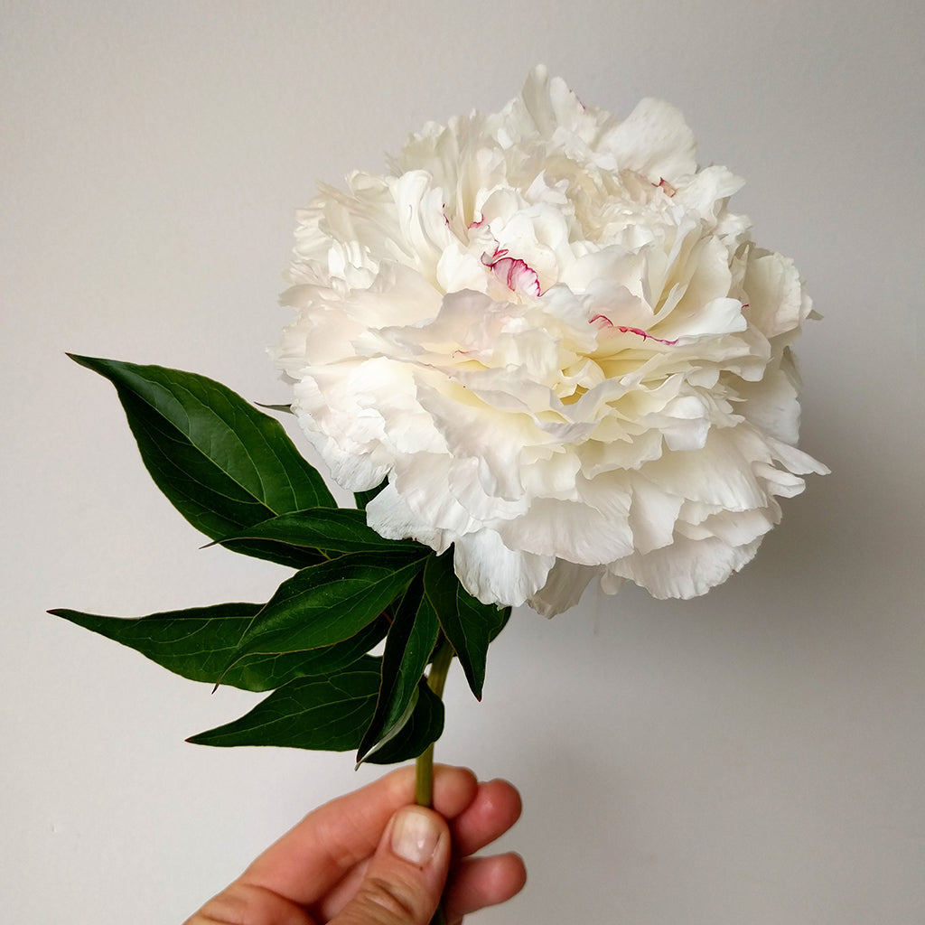 Peony Root-Shirley Temple