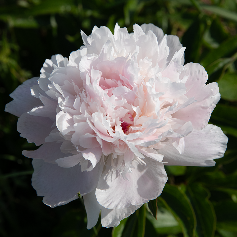 Peony Root-Alertie