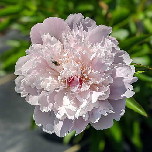 Peony Root-Alertie