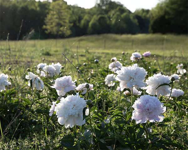 Peony Root-Alertie