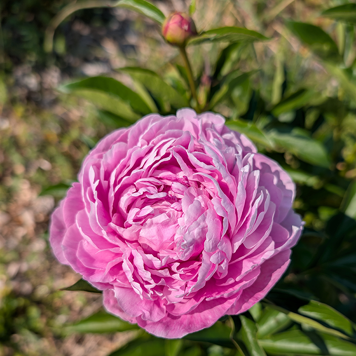Peony Root-Dr. Alexander Fleming