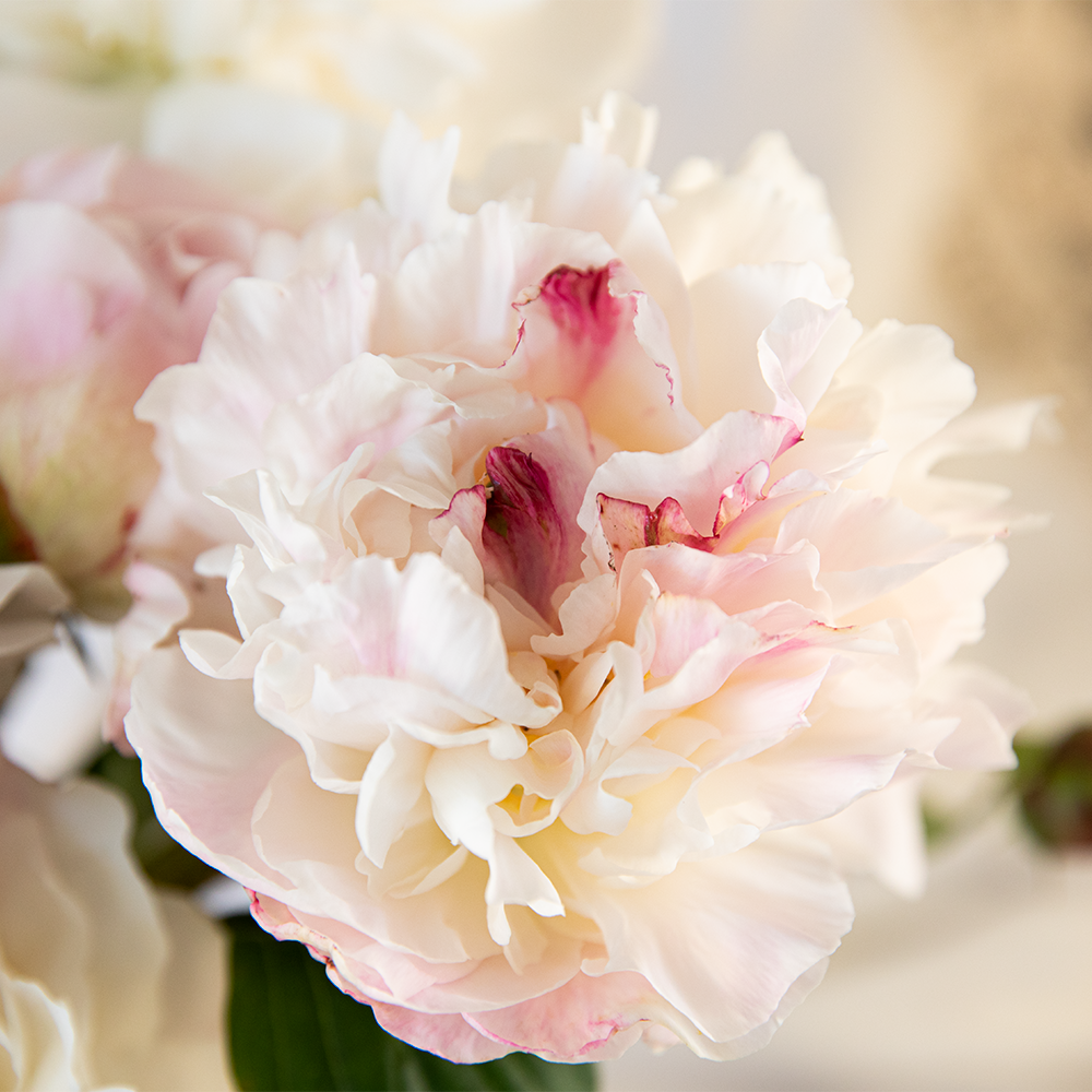 Bulk Peony Box (50 stems)--Blush
