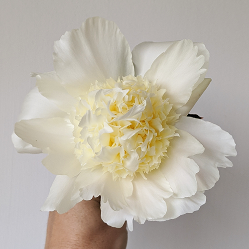 Peony Root-Charlie's White