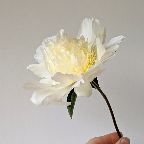 Peony Root-Charlie's White