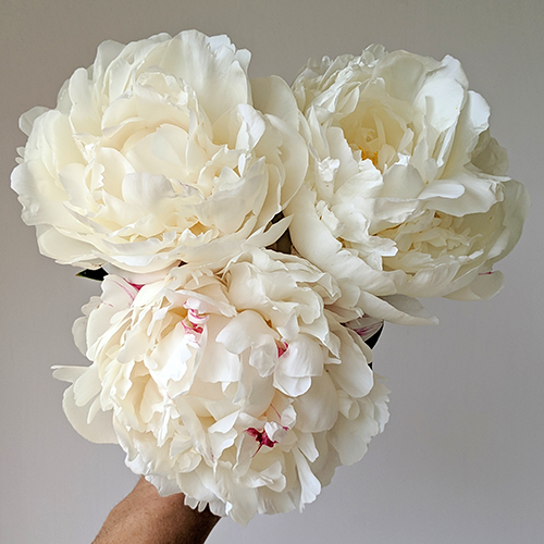 Peony Root-Gardenia