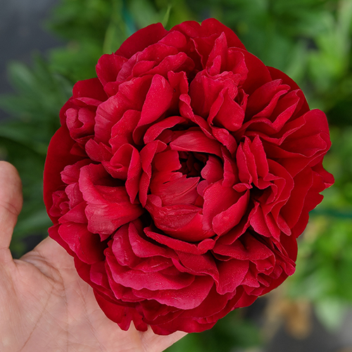 Henry Bockstoce-Peony plant for Spring Pickup