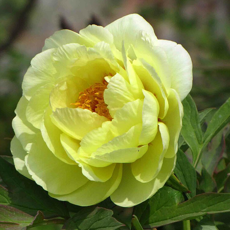 Tree Peony Root-High Noon
