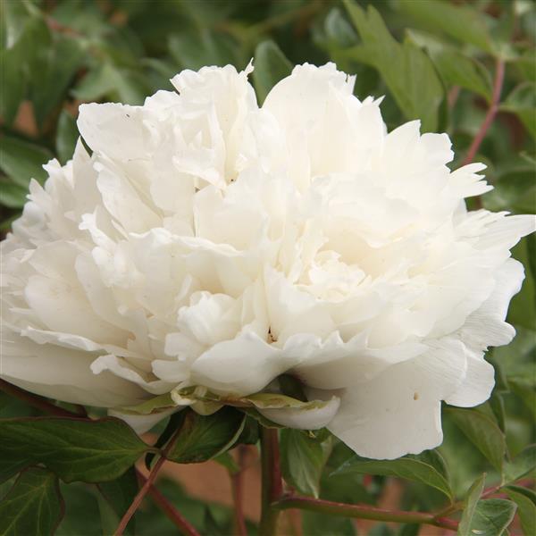 Tree Peony Root-Carte Blanche (Jing Yun Guan)
