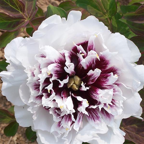 Tree Peony Root-Eagle Wings (Jeng Yu Tian Cheng)
