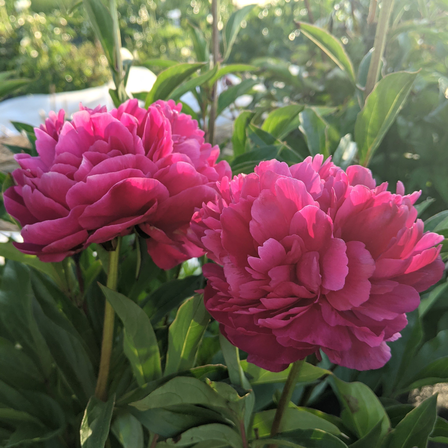 Peony Root-Louis van Houtte