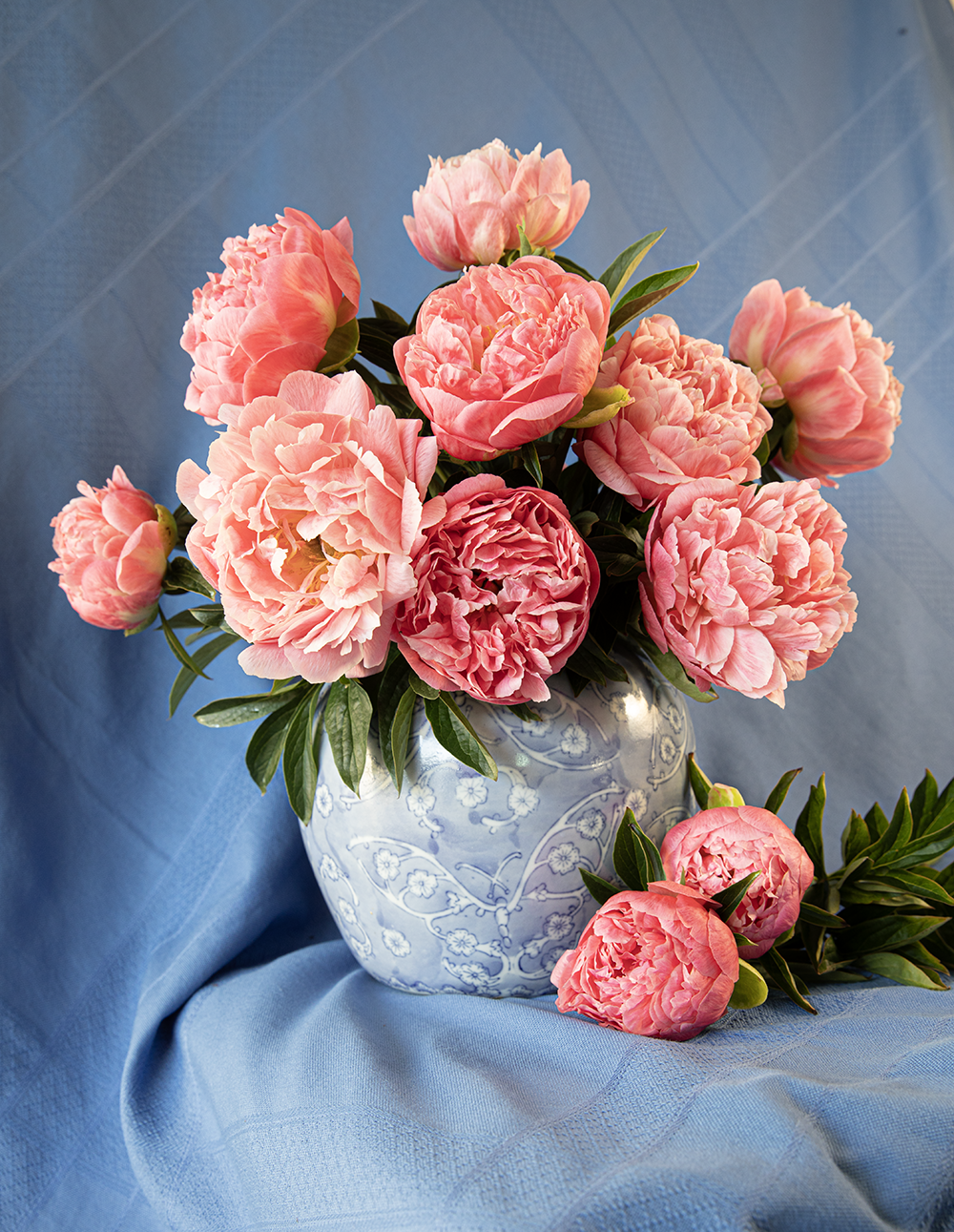 Peony Root-Pink Hawaiian Coral