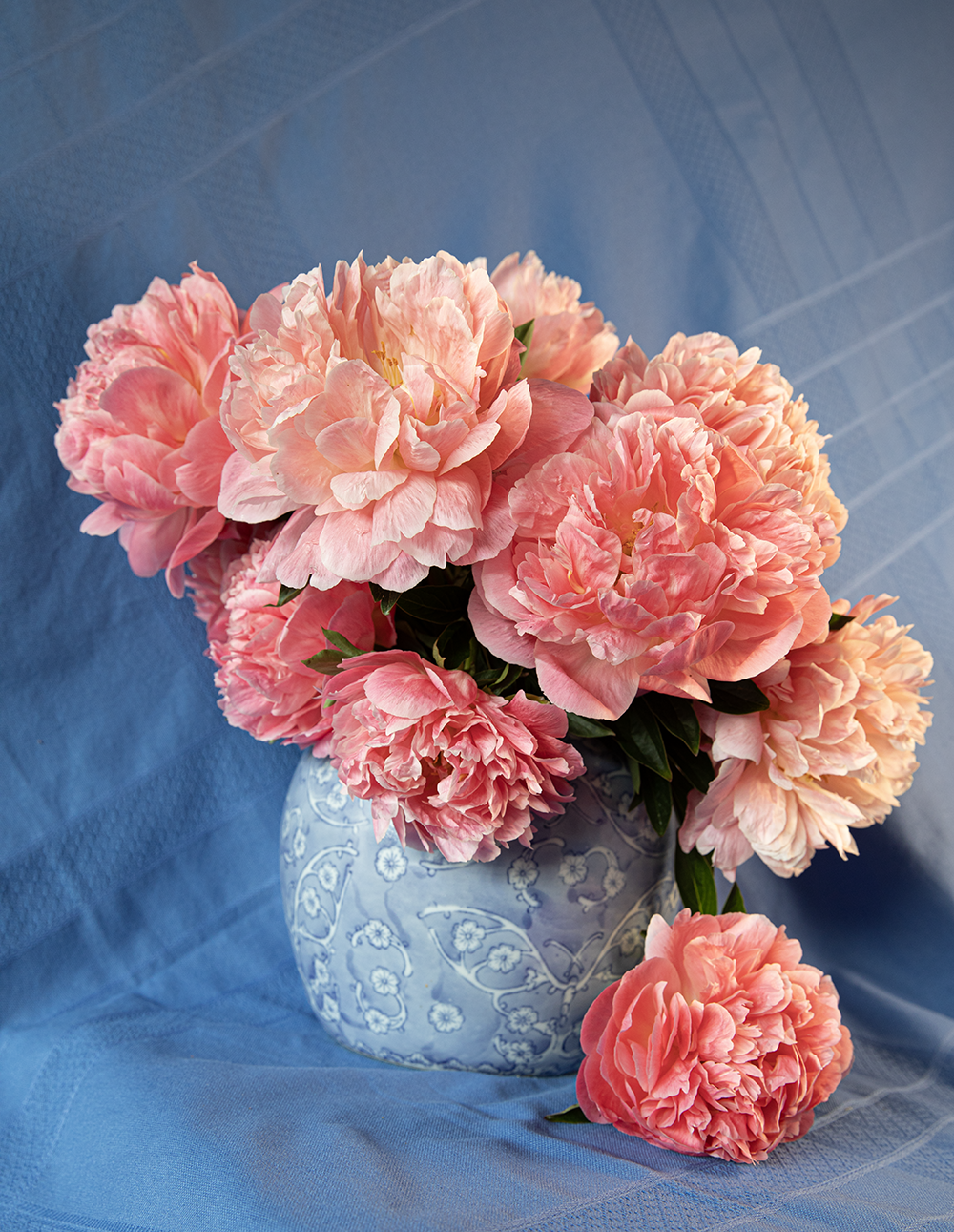 Peony Root-Pink Hawaiian Coral