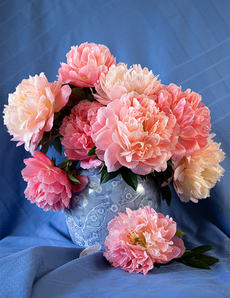 Peony Root-Pink Hawaiian Coral