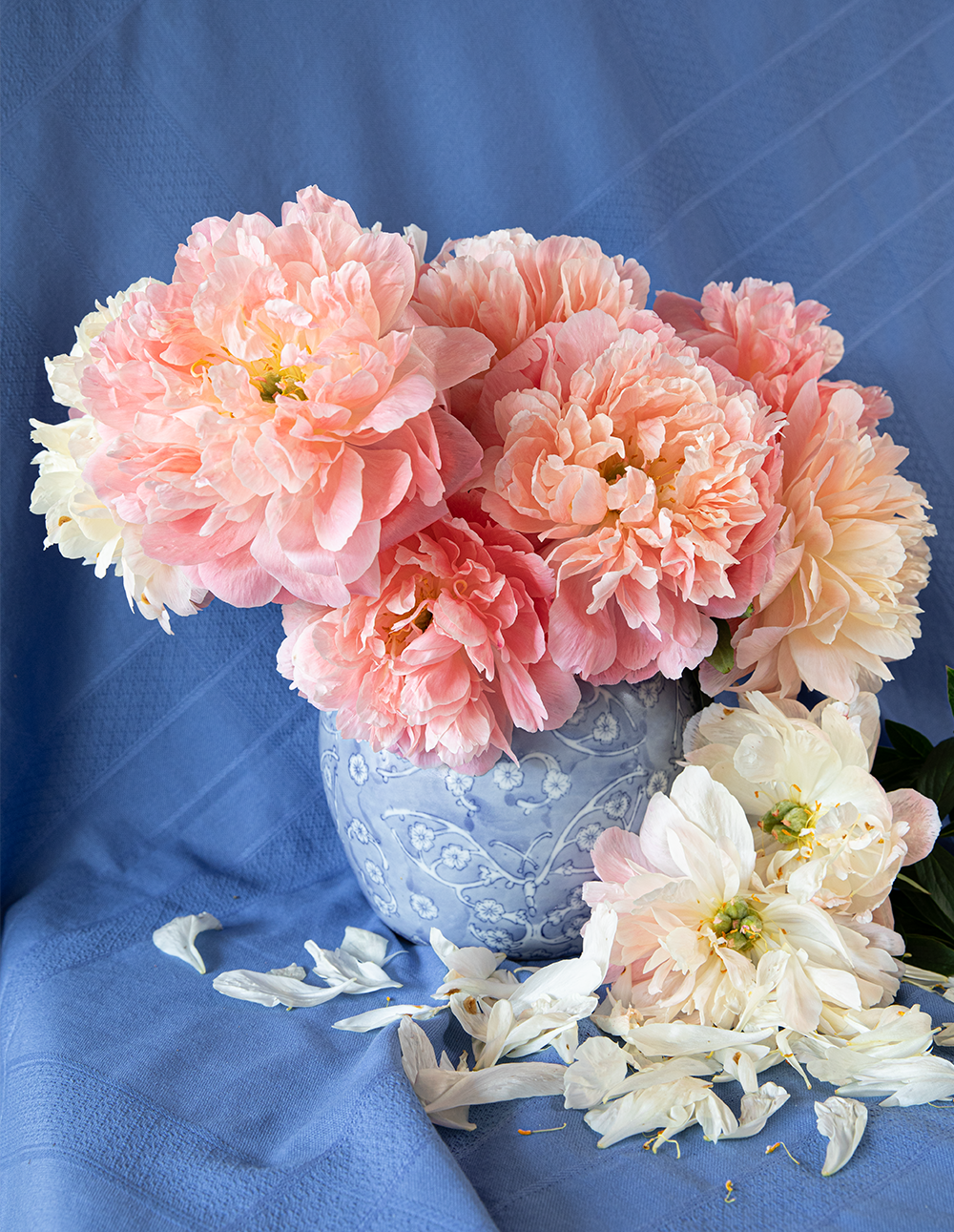 Peony Root-Pink Hawaiian Coral