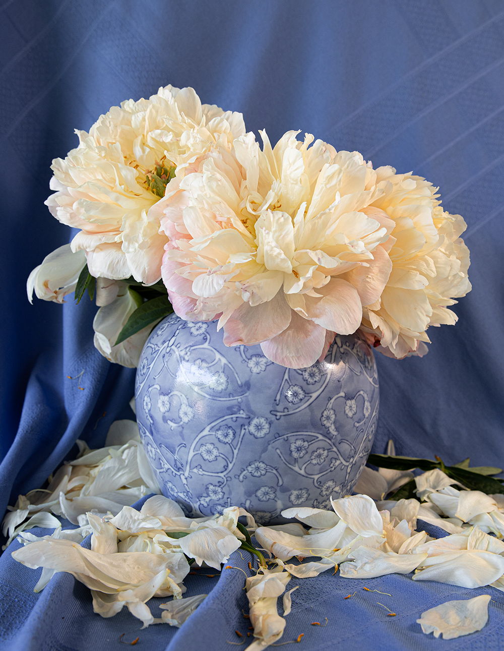 Peony Root-Pink Hawaiian Coral