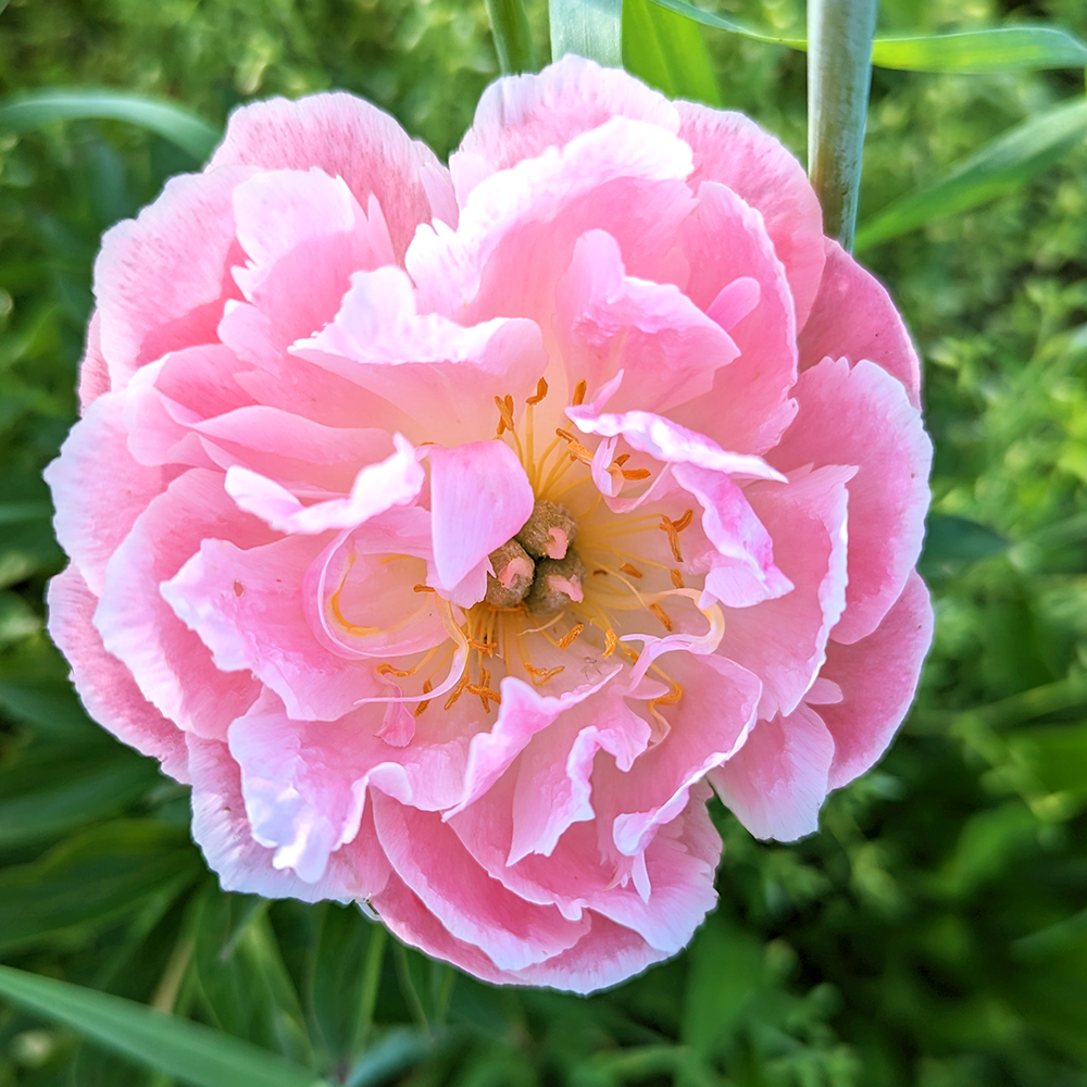 Peony Root-Pink Hawaiian Coral