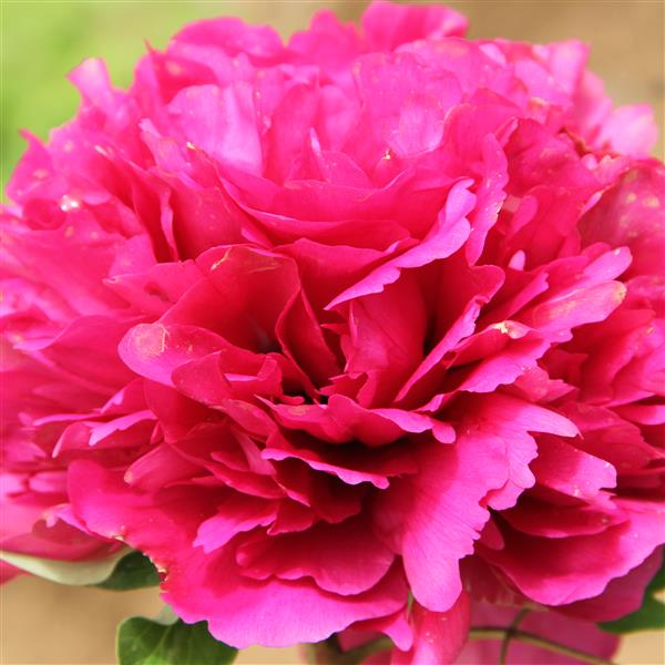 Tree Peony Root-Marvellous (Xuan Hong)
