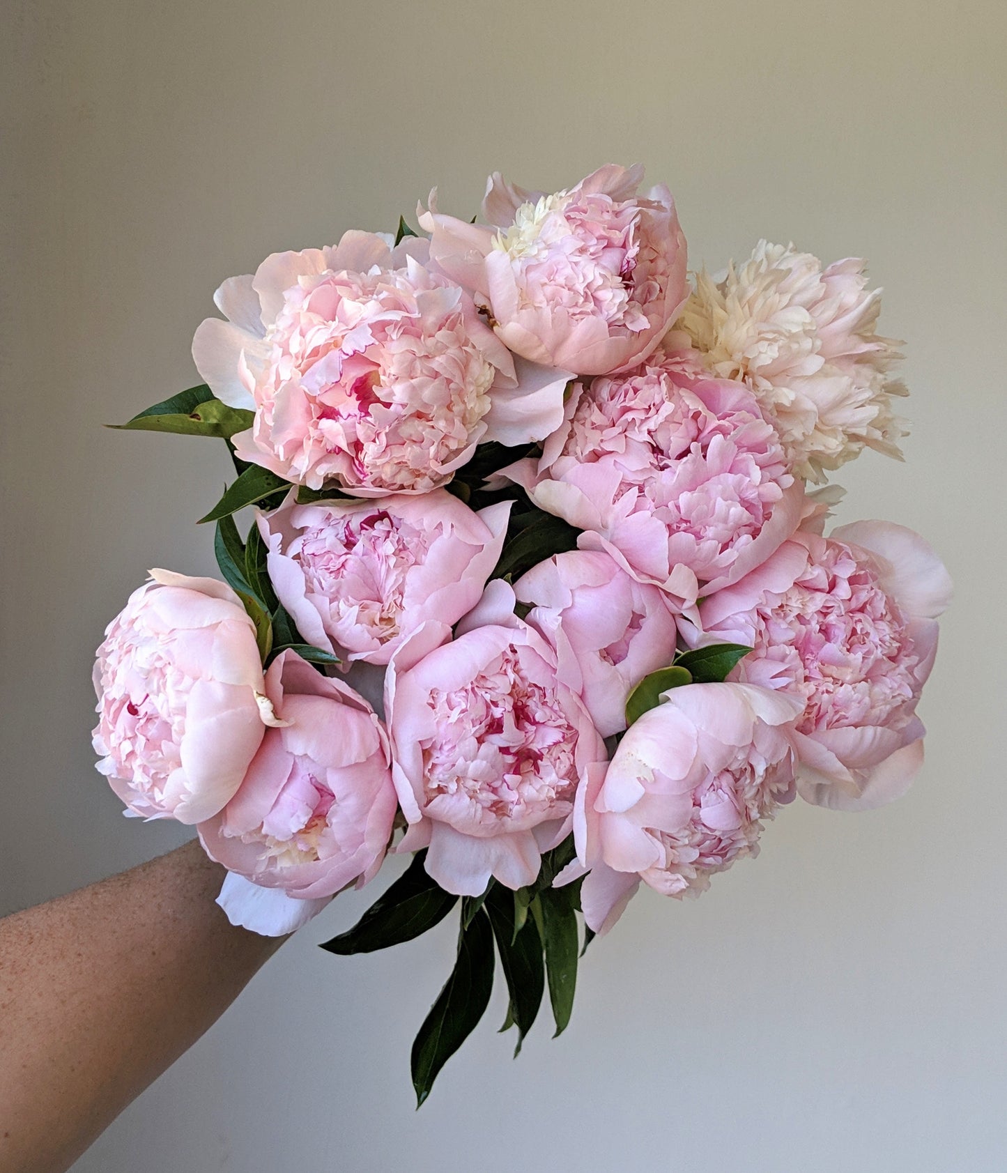 Peony Plant for Spring Pickup--Eden's Perfume