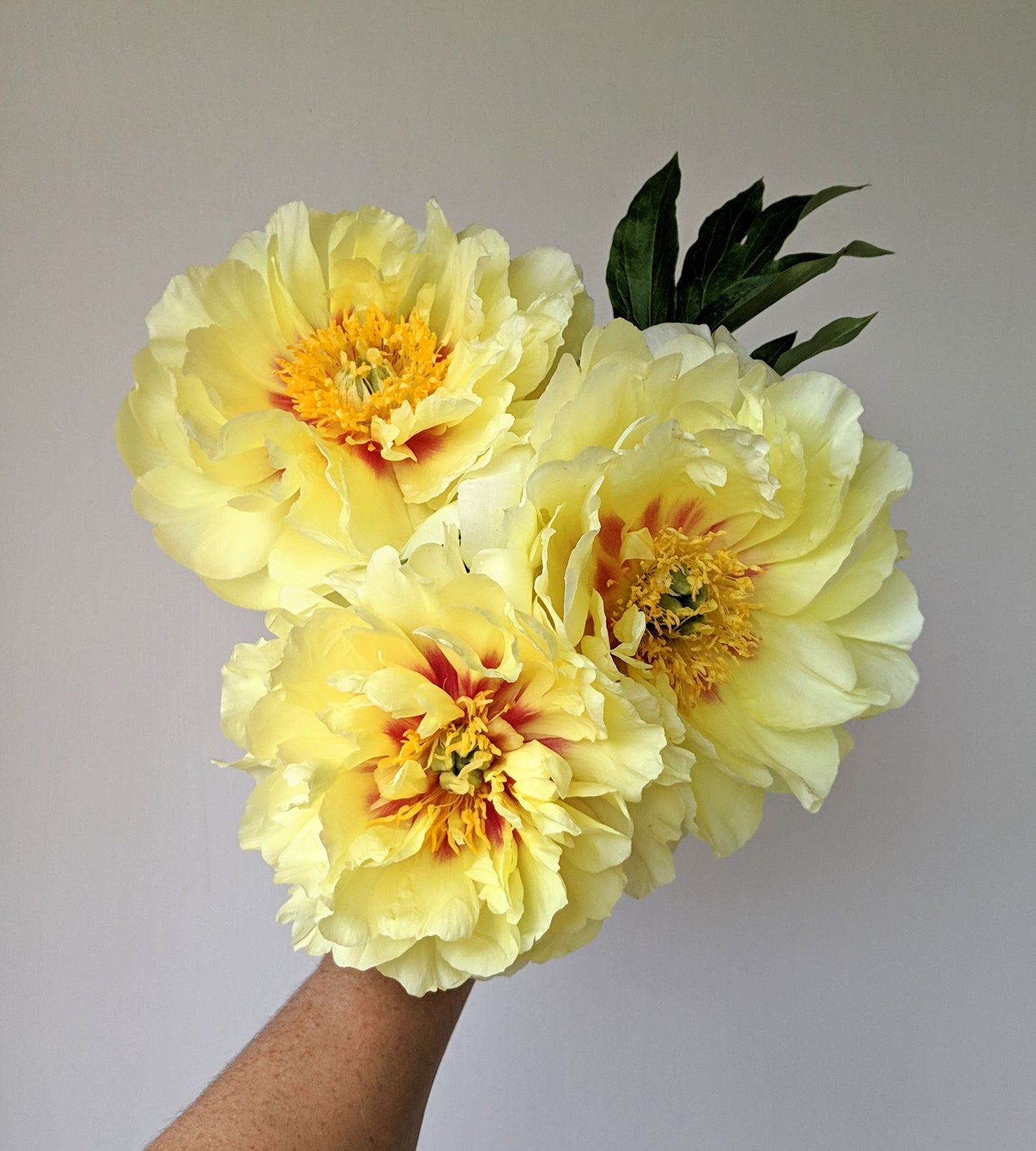 Peony Plant for Spring Pickup--Bartzella