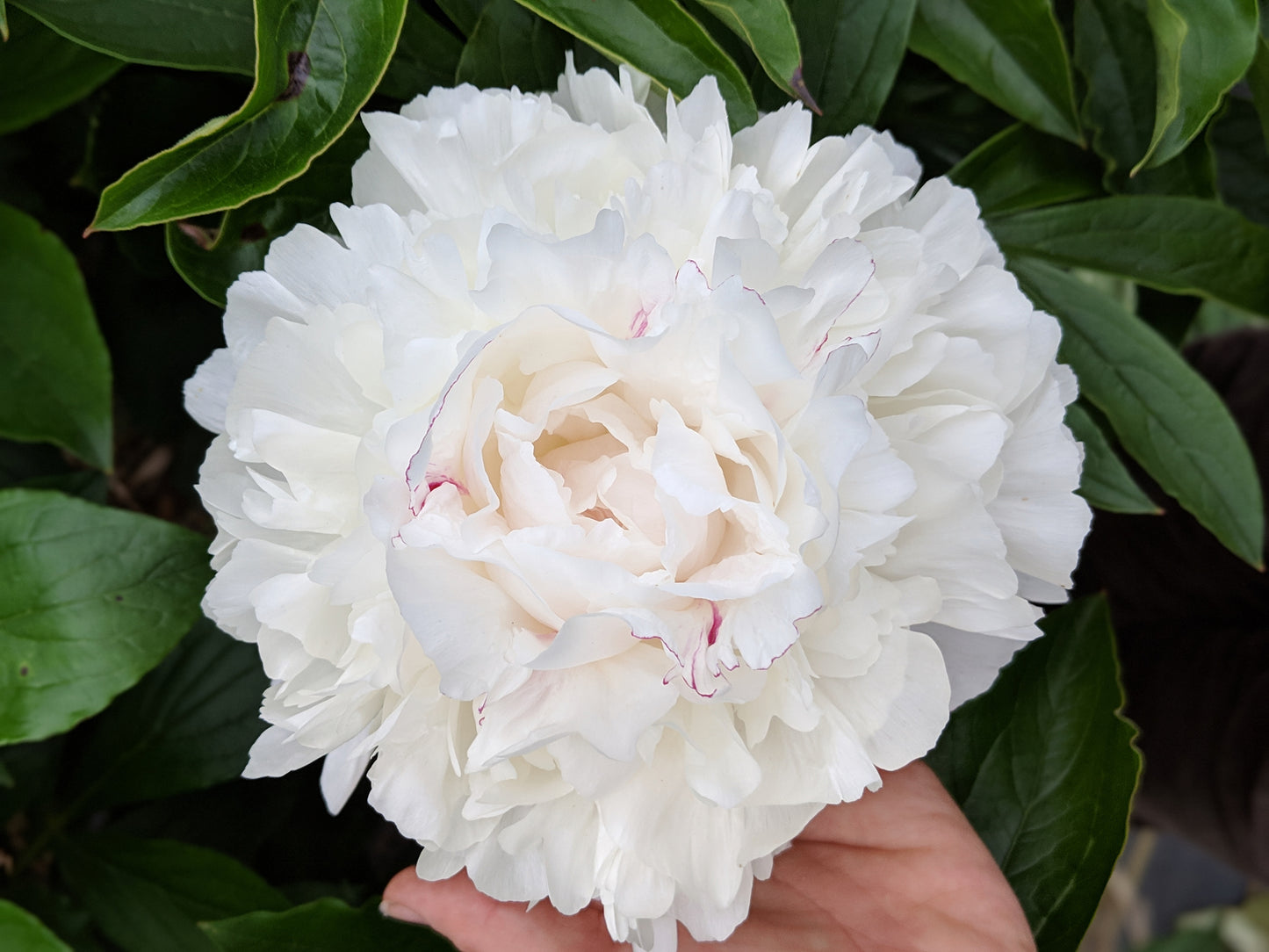 Peony Root-Festiva Maxima