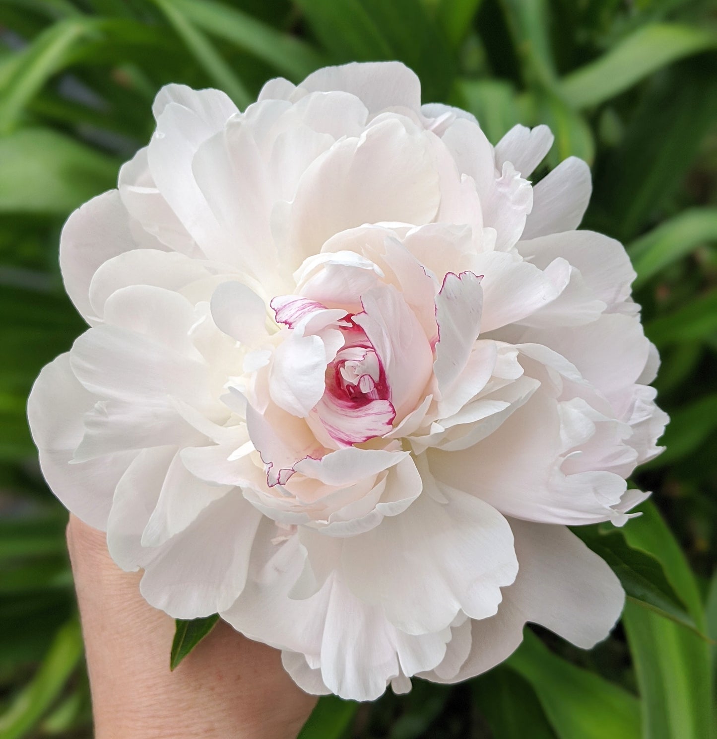 Peony Root-Festiva Maxima