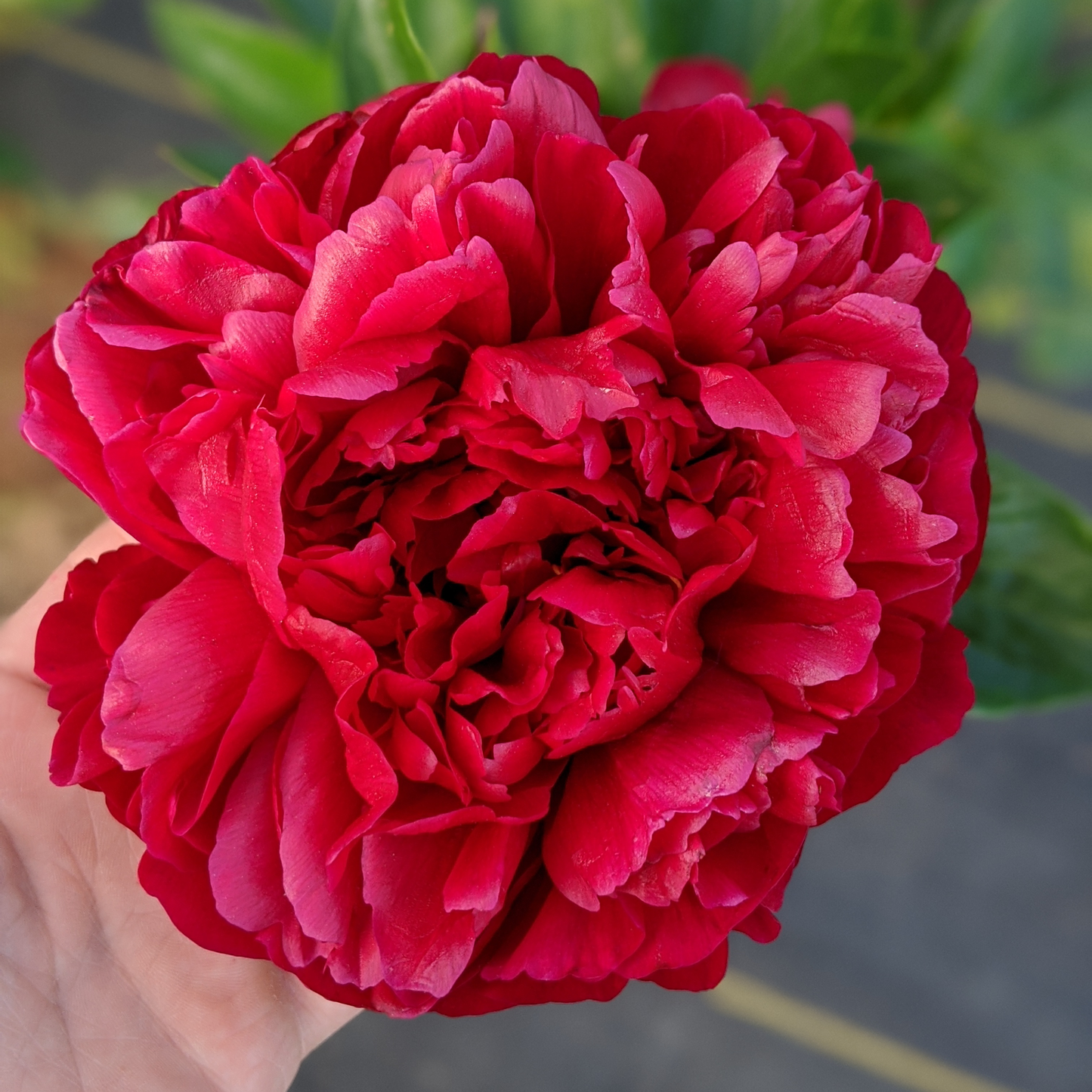 Peony Root-Henry Bockstoce