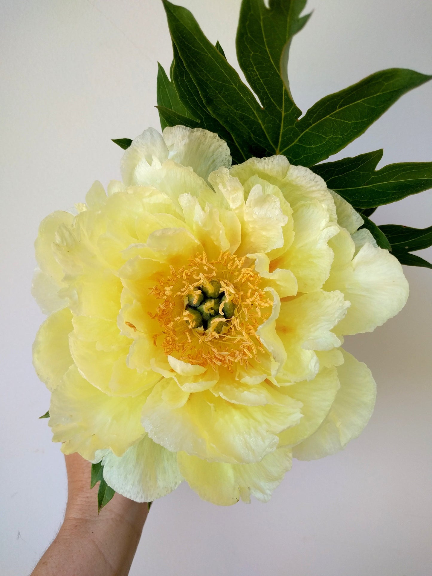 Peony Plant for Spring Pickup--Bartzella