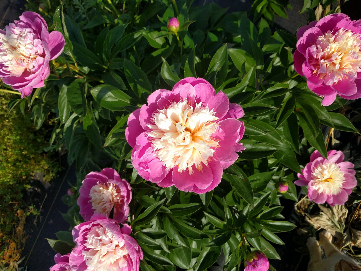Peony Root-Bowl of Beauty