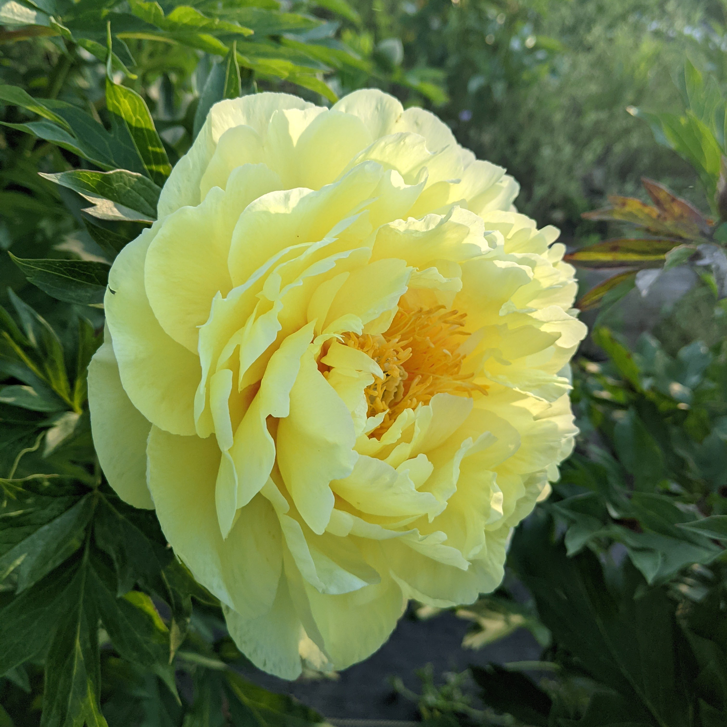 Peony Plant for Spring Pickup--Bartzella