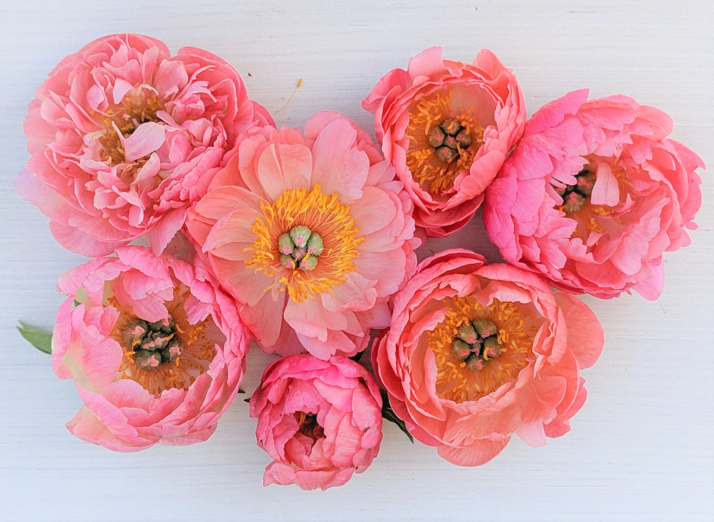Peony Root-Coral Charm