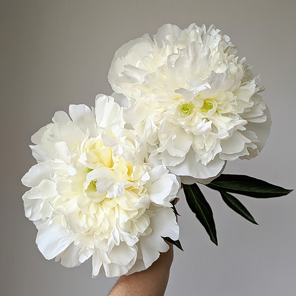 Peony Plant for Spring Pickup--Duchesse De Nemours