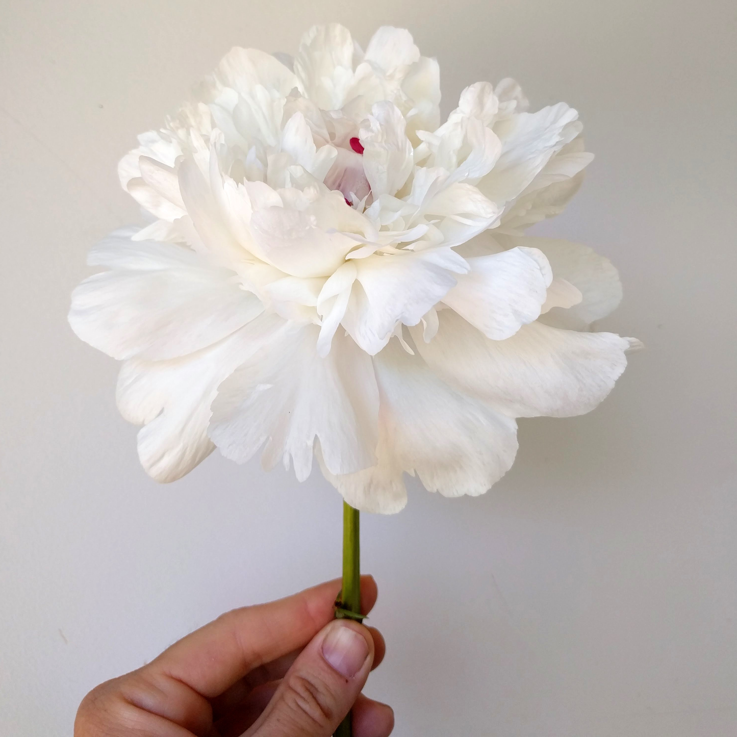 Peony Root-Festiva Maxima