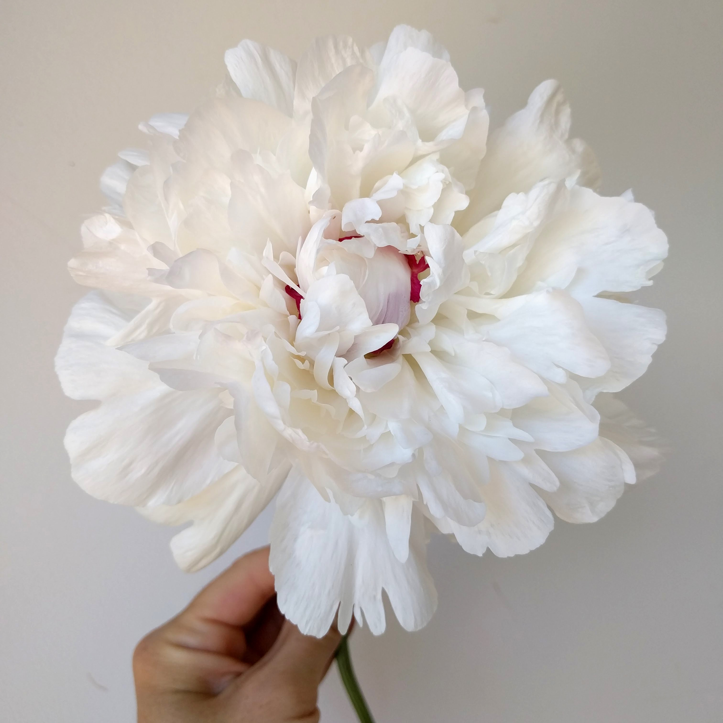 Peony Root-Festiva Maxima