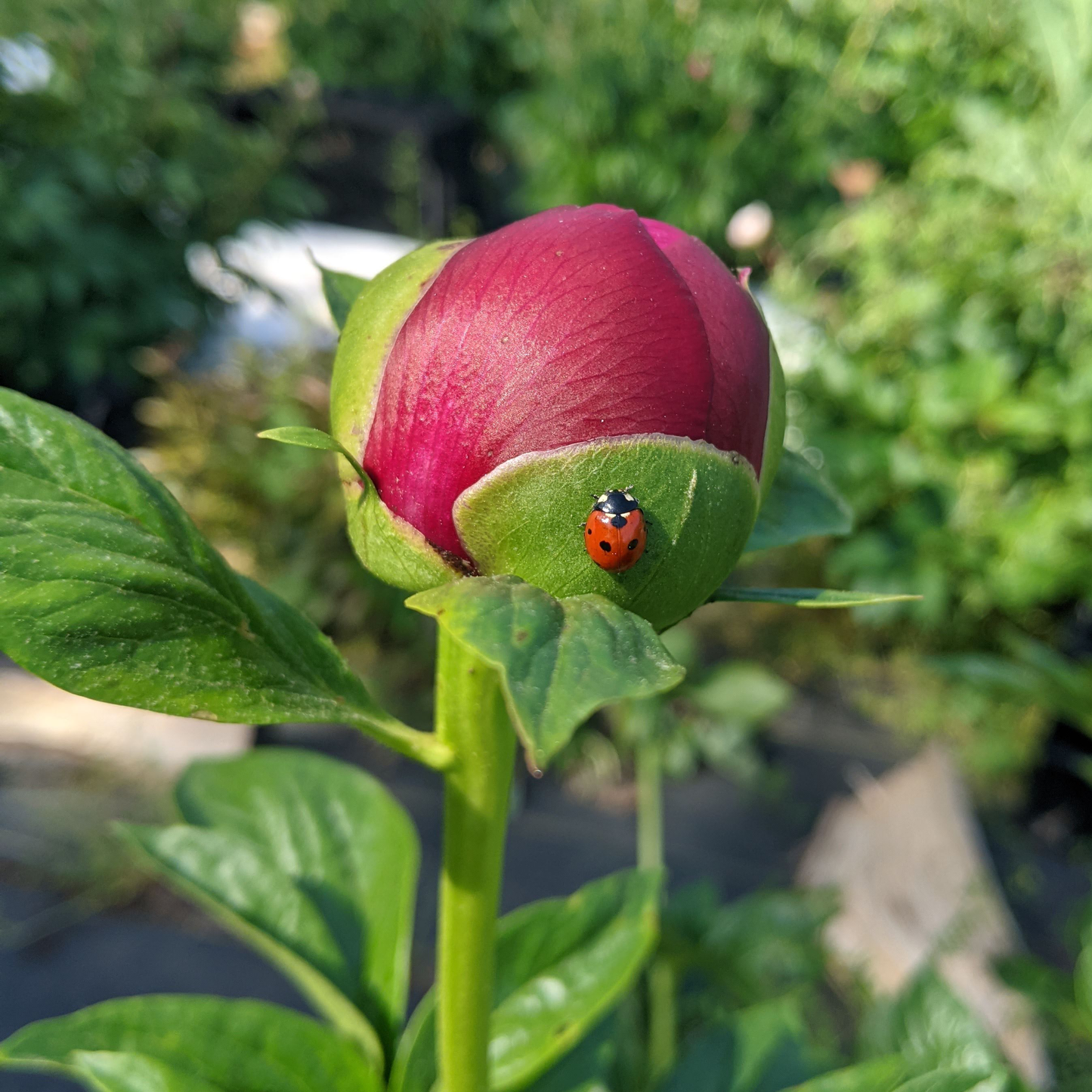 Peony Root-Henry Bockstoce