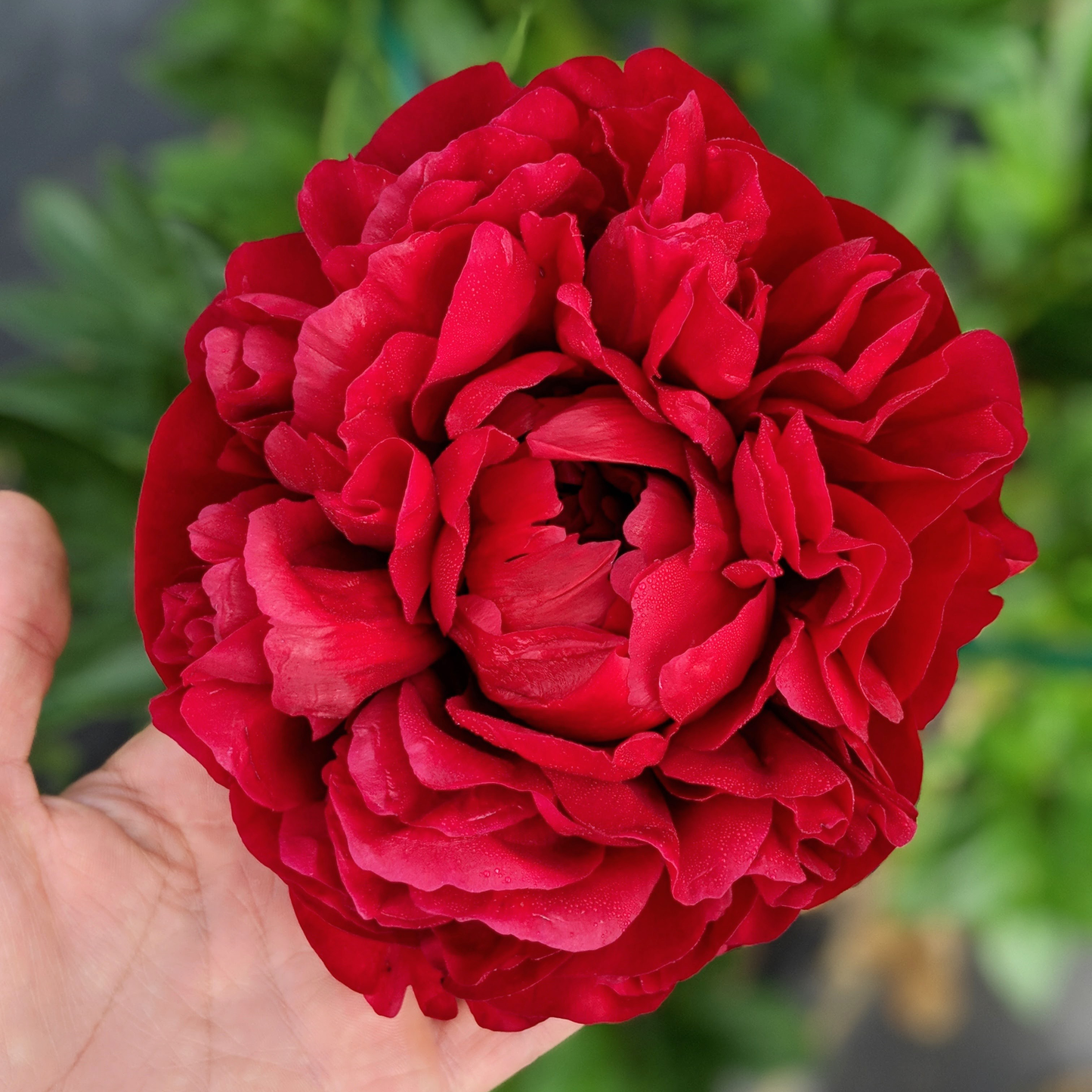 Peony Root-Henry Bockstoce