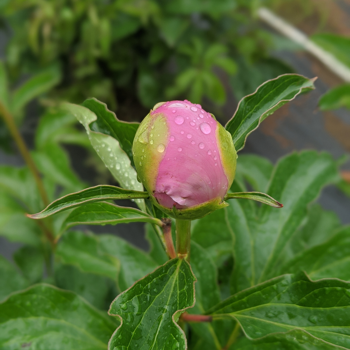 Peony Root-Monsieur Jules Elie