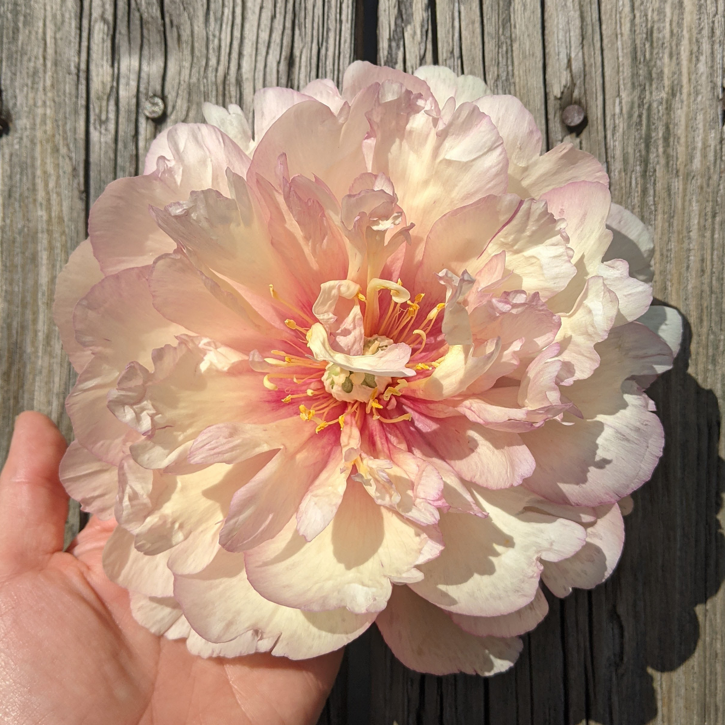 Peony Plant for Spring Pickup-Scrumdidleyumptious