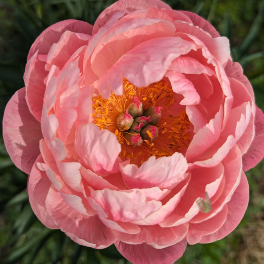 I’ve grown thousands of peonies in South Carolina. Here’s what I’d grow in your garden (and what I wouldn’t).