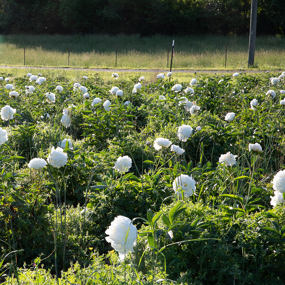 Visit The Peony Fields