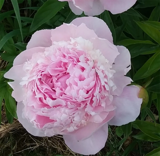 Peony Root-Angel Cheeks