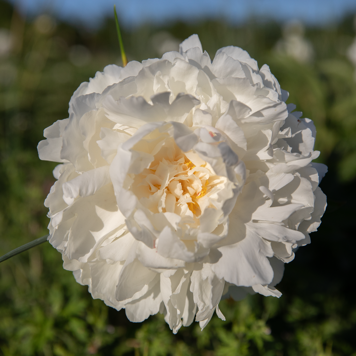 Peony Root-Bowl of Cream
