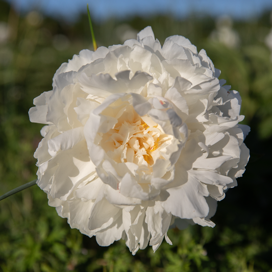 Peony Root-Bowl of Cream